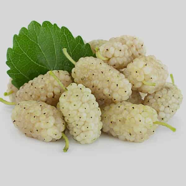 تصویر 4 از قیمت توت خشک شرکتی + خرید باور نکردنی